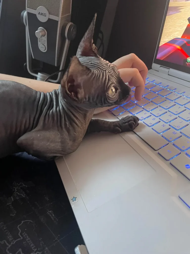 The Ranked Match Cat, A Strategic Intervention