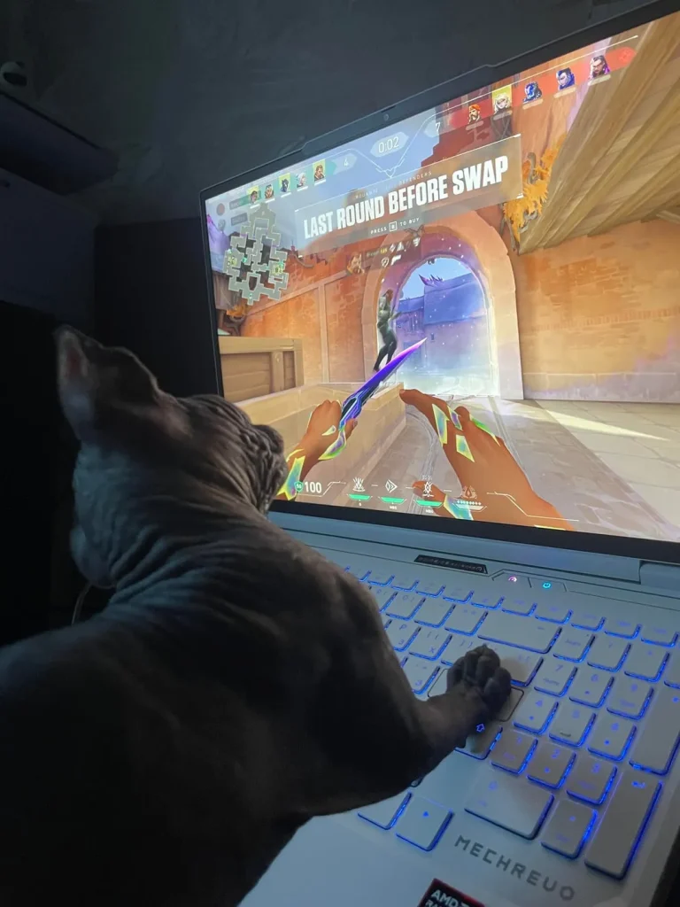 The Ranked Match Cat, A Strategic Intervention