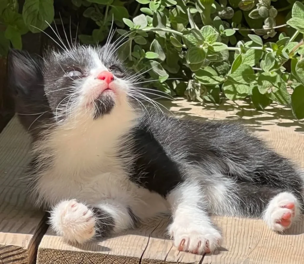 The Rise and Fall of the Tiny Garden Cat