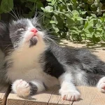 The Rise and Fall of the Tiny Garden Cat