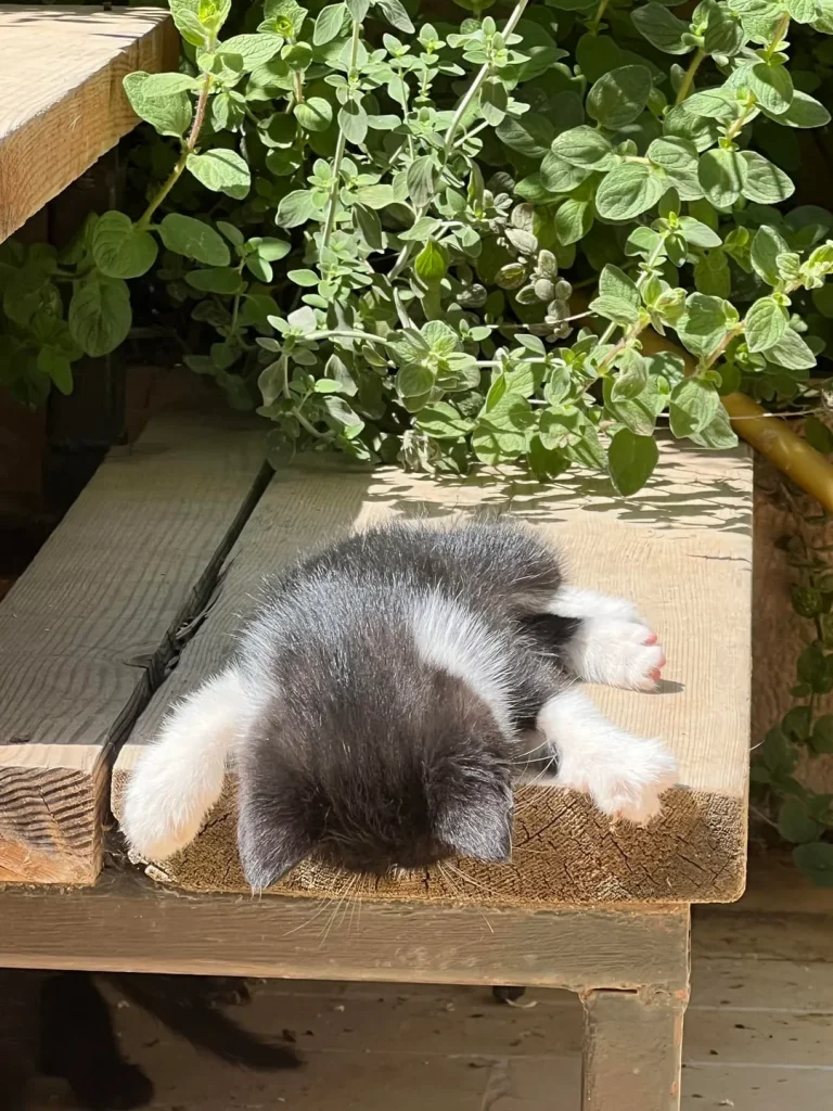 The Rise and Fall of the Tiny Garden Cat