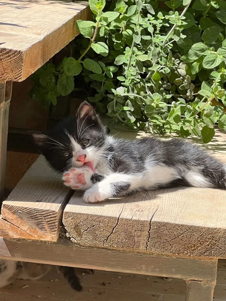 The Rise and Fall of the Tiny Garden Cat
