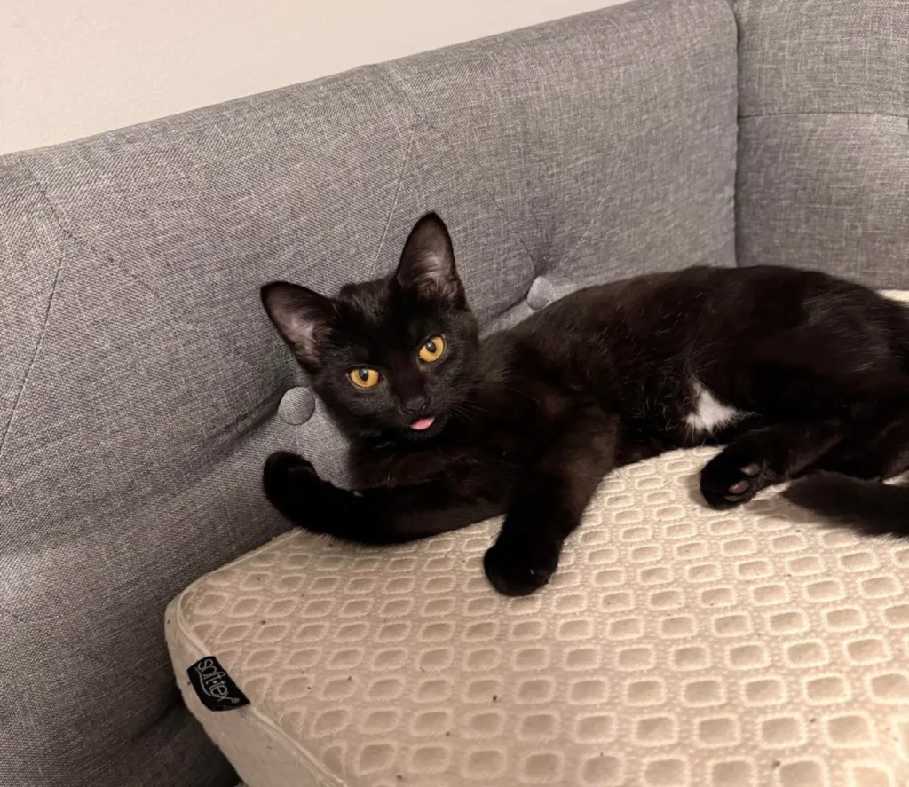 The Rise of the Shadow Cat