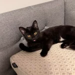 The Rise of the Shadow Cat