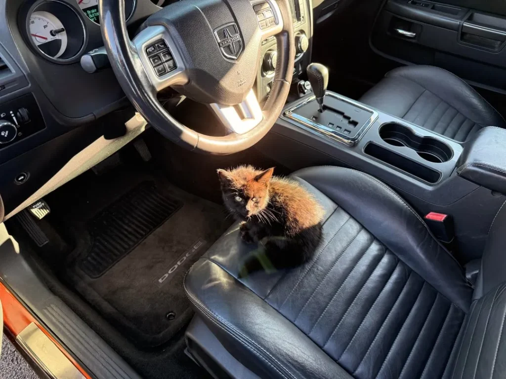 The Rise of the Shadow Cat