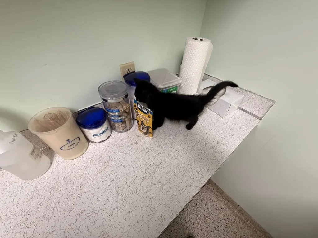 The Rise of the Shadow Cat