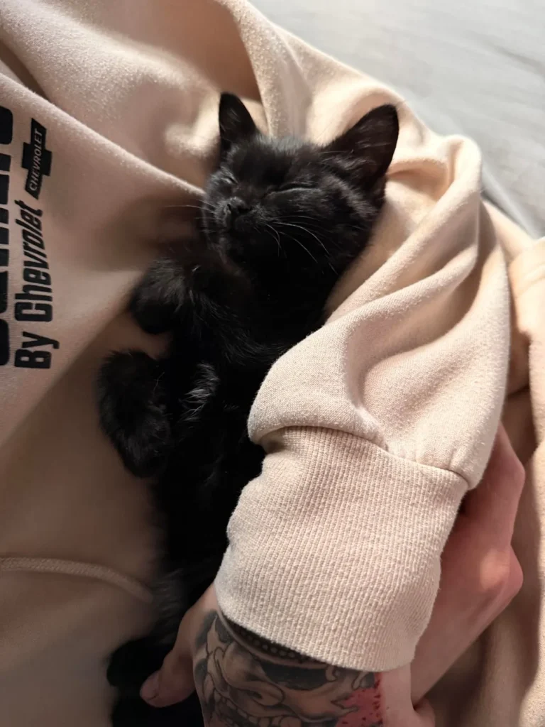 The Rise of the Shadow Cat