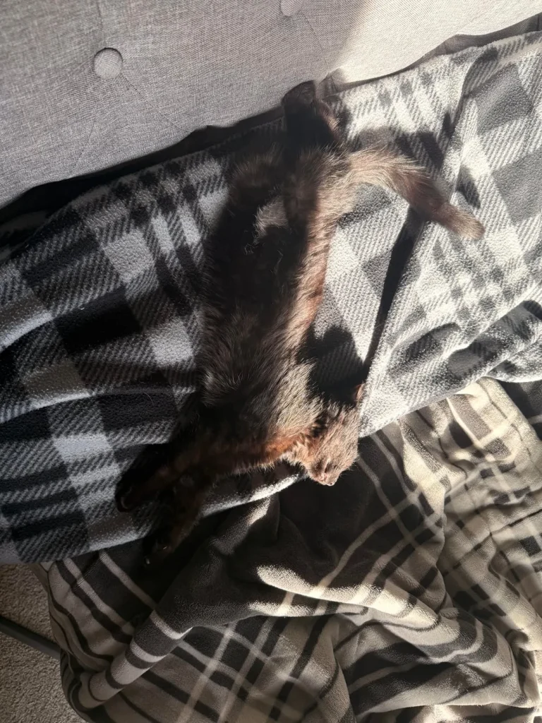 The Rise of the Shadow Cat