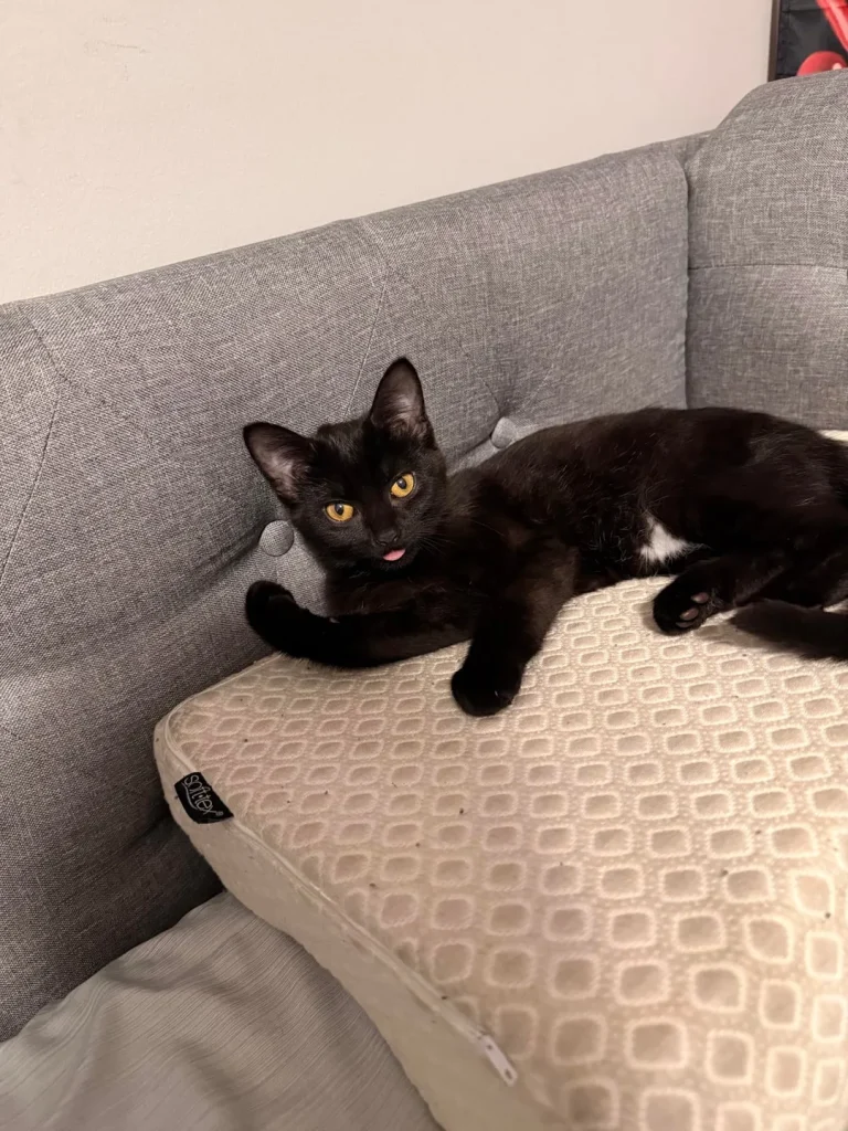 The Rise of the Shadow Cat