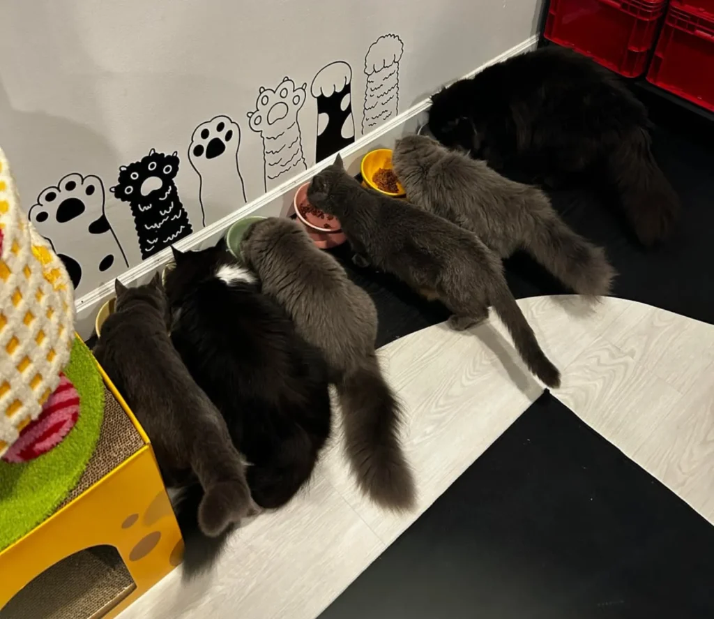 The Secret Business of the Cat Council