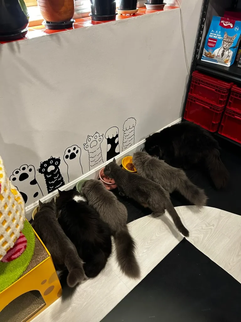 The Secret Business of the Cat Council