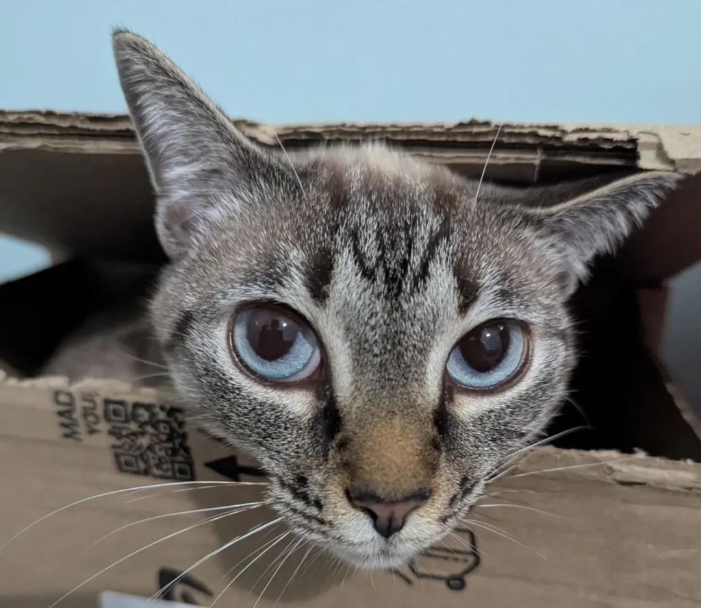 The Secret Chronicles of the Cosmic Cat