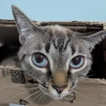 The Secret Chronicles of the Cosmic Cat