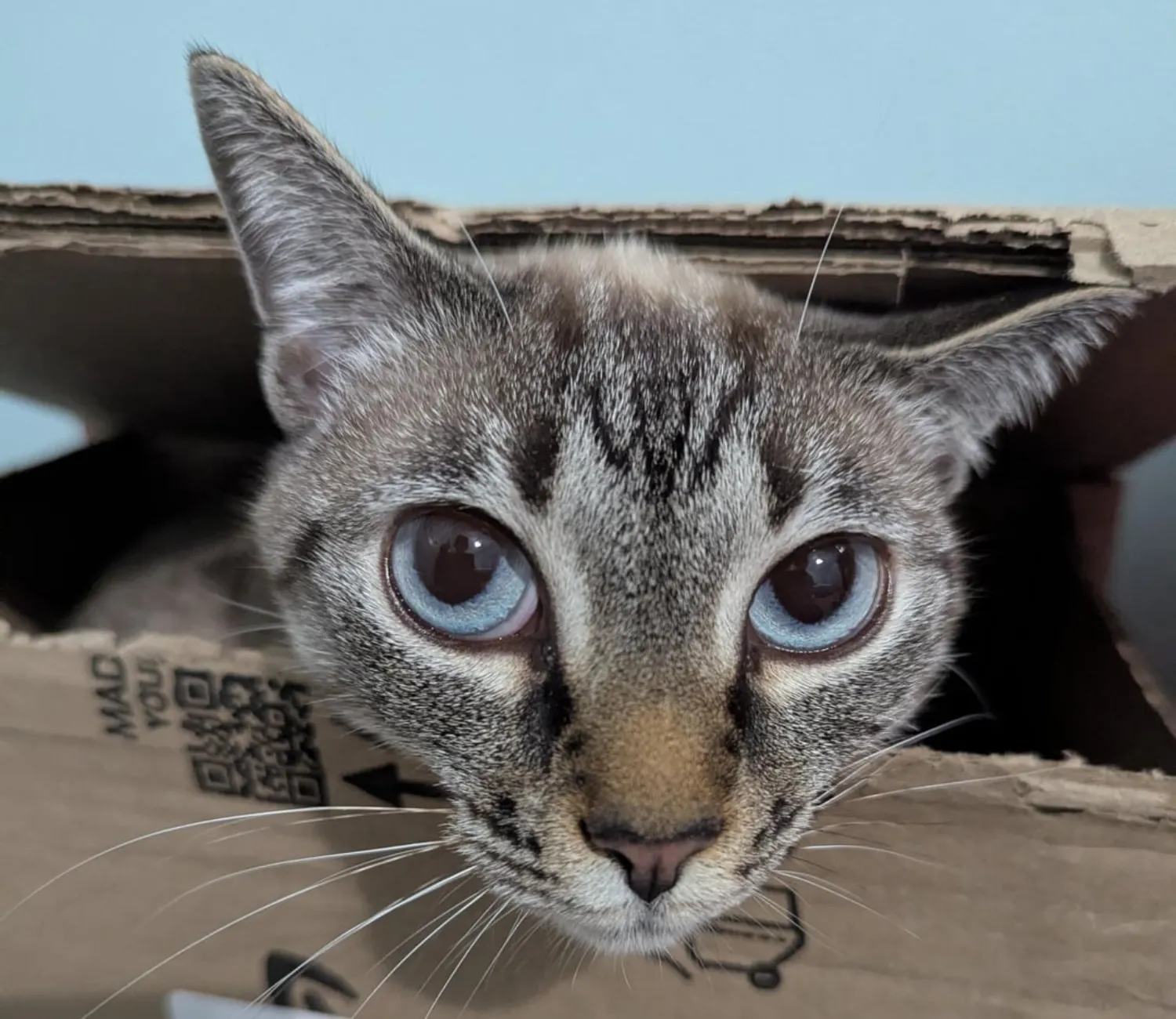 The Secret Chronicles of the Cosmic Cat