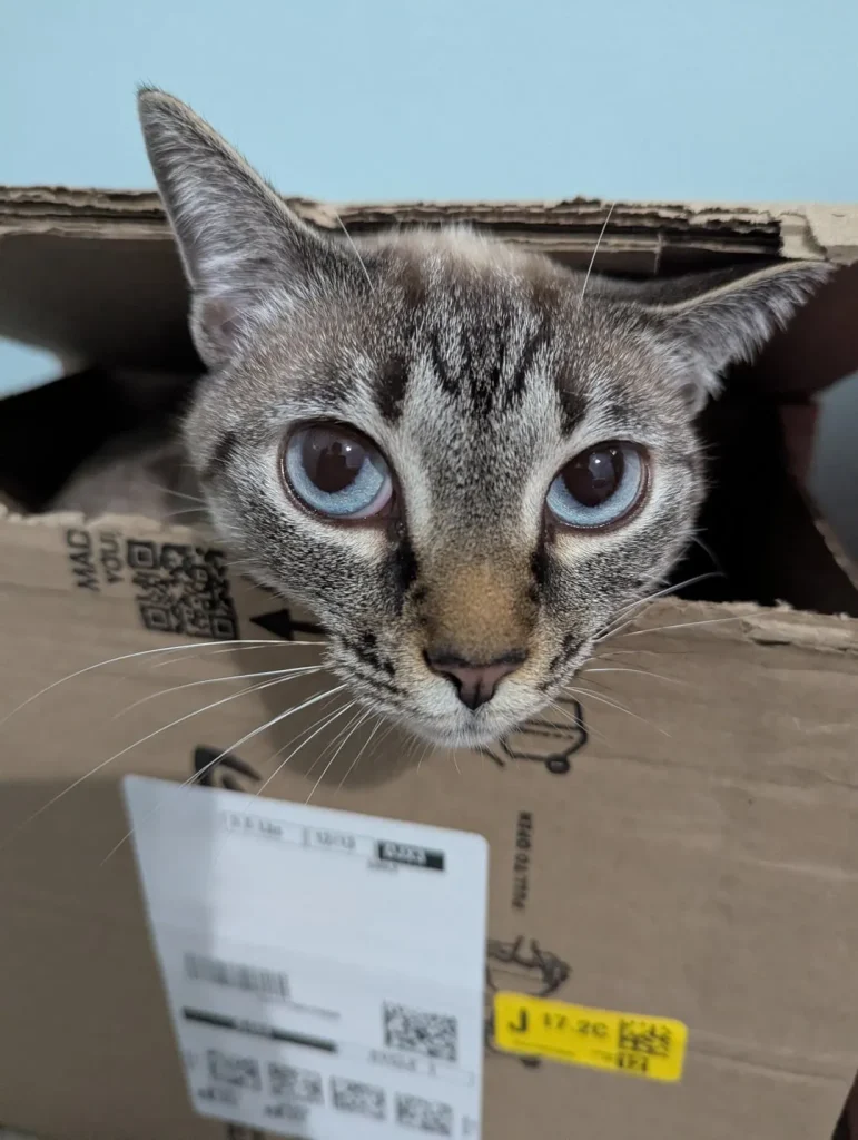 The Secret Chronicles of the Cosmic Cat