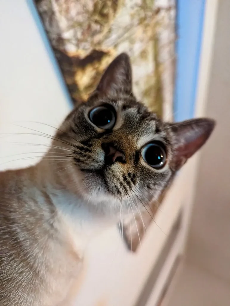 The Secret Chronicles of the Cosmic Cat