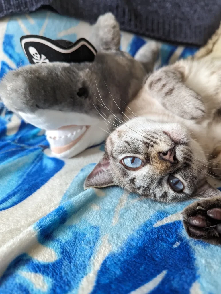 The Secret Chronicles of the Cosmic Cat