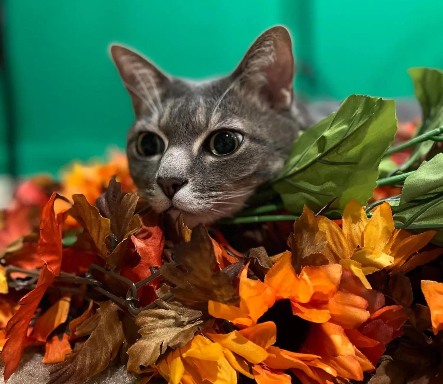 The Secret Life of an Indoor Cat