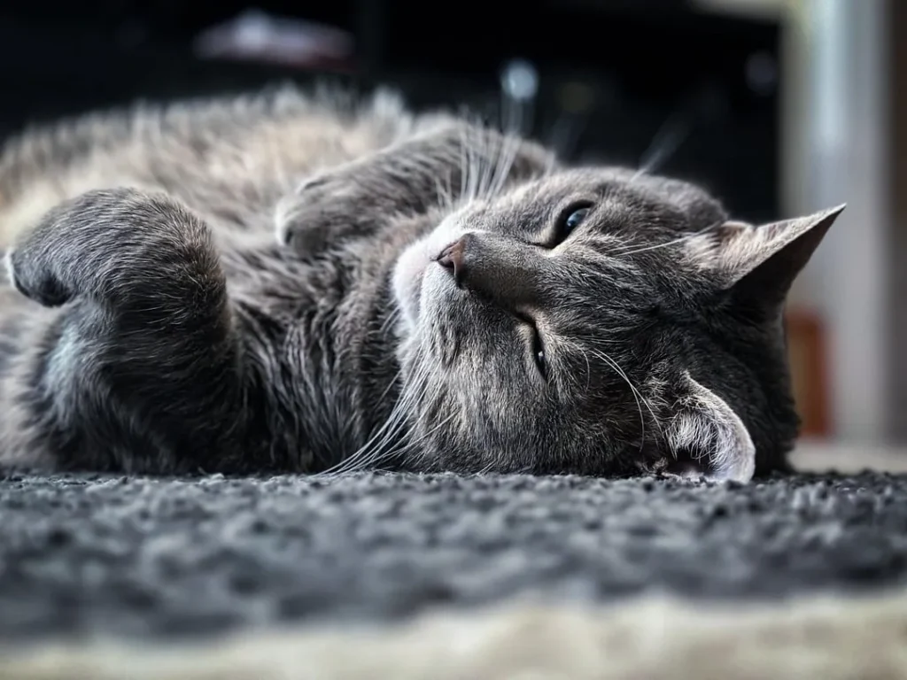 The Secret Life of an Indoor Cat