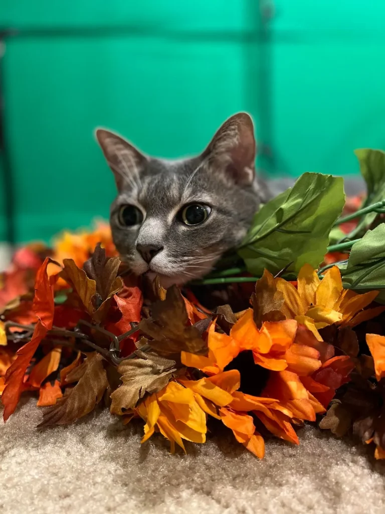 The Secret Life of an Indoor Cat