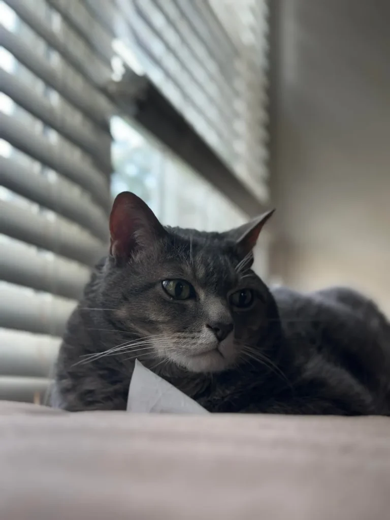 The Secret Life of an Indoor Cat