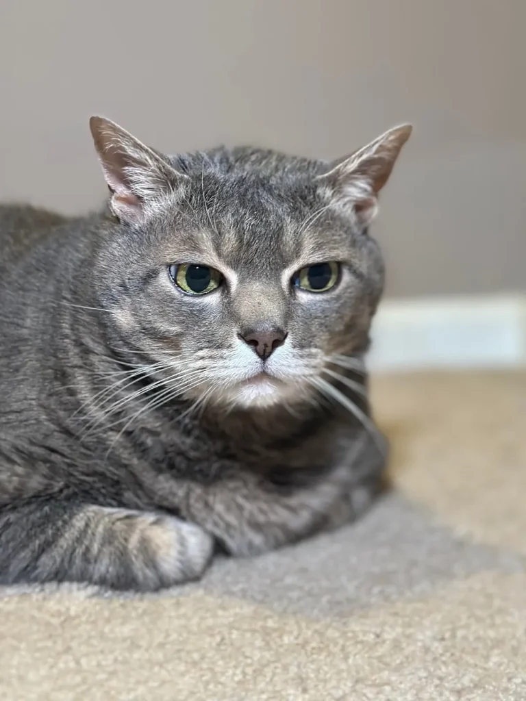 The Secret Life of an Indoor Cat