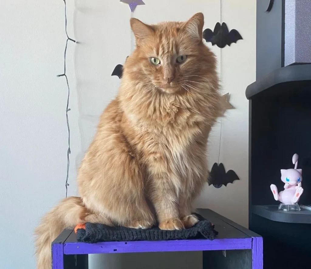 The Secret Life of the Cosmic Orange Cat