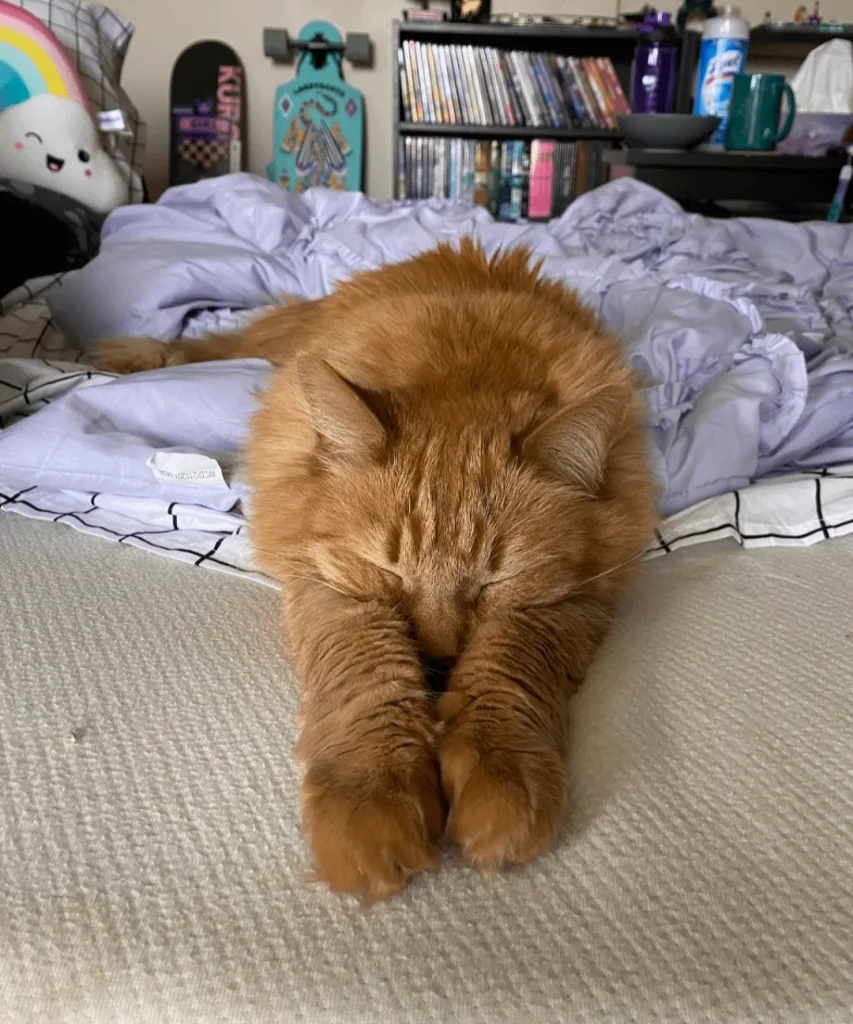 The Secret Life of the Cosmic Orange Cat