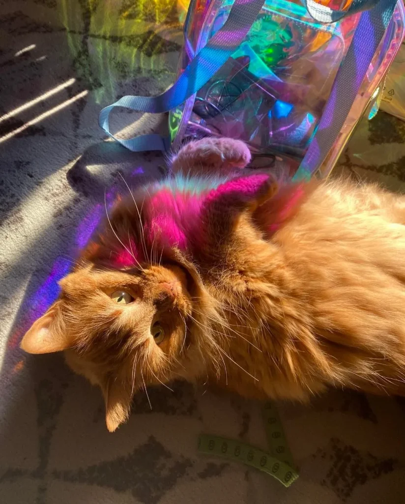 The Secret Life of the Cosmic Orange Cat