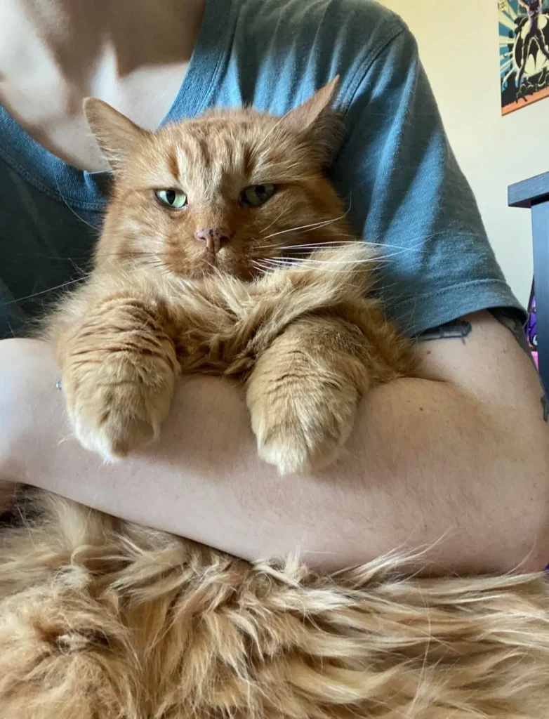 The Secret Life of the Cosmic Orange Cat