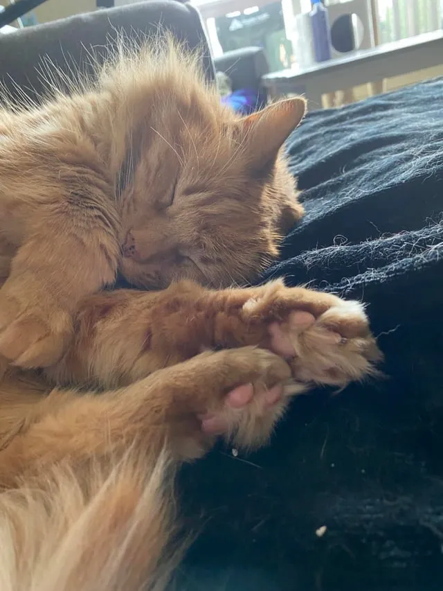 The Secret Life of the Cosmic Orange Cat