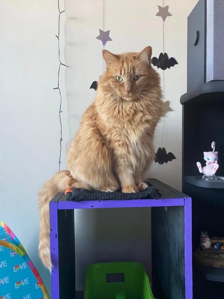 The Secret Life of the Cosmic Orange Cat