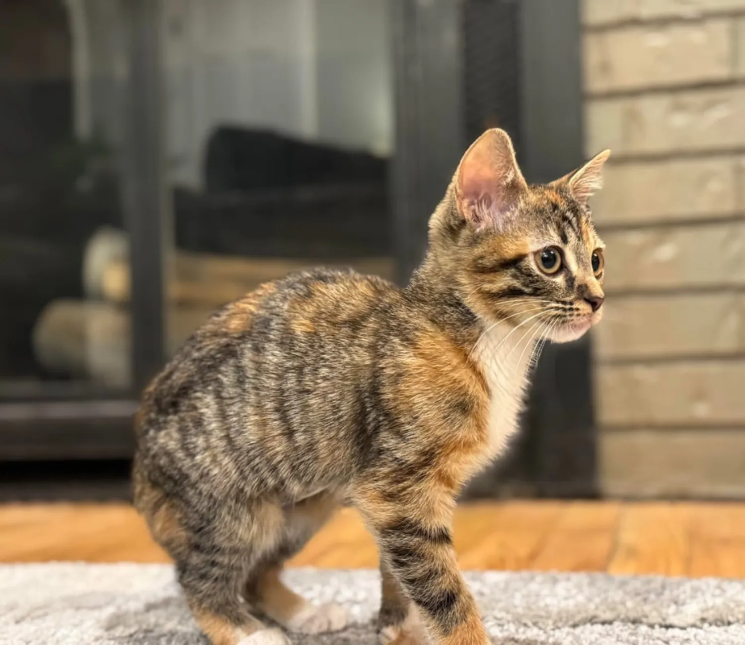 The Secret Mission of a House Cat