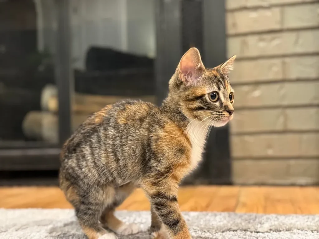 The Secret Mission of a House Cat