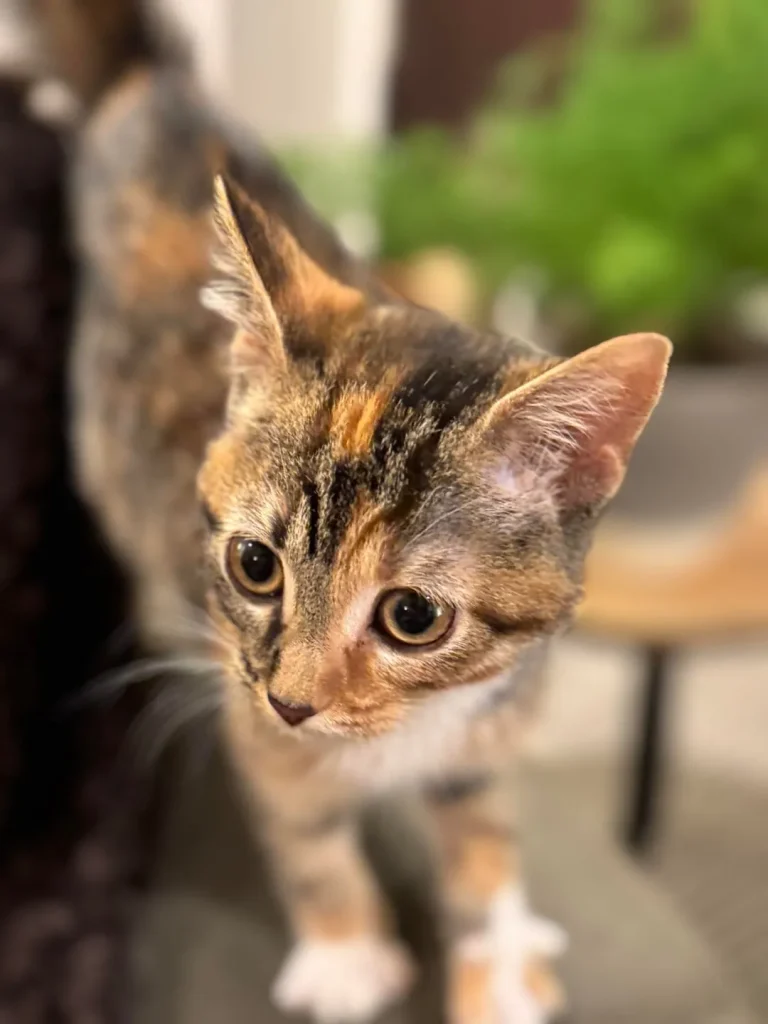 The Secret Mission of a House Cat