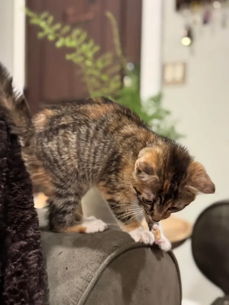 The Secret Mission of a House Cat