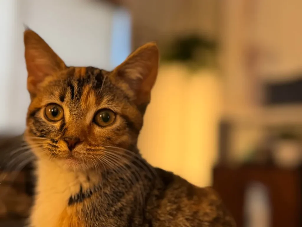 The Secret Mission of a House Cat