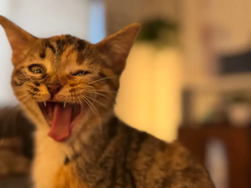 The Secret Mission of a House Cat