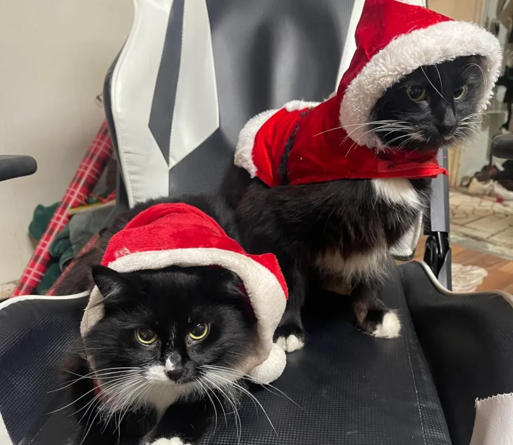 The Secret Mission of the Santa Cat Squad