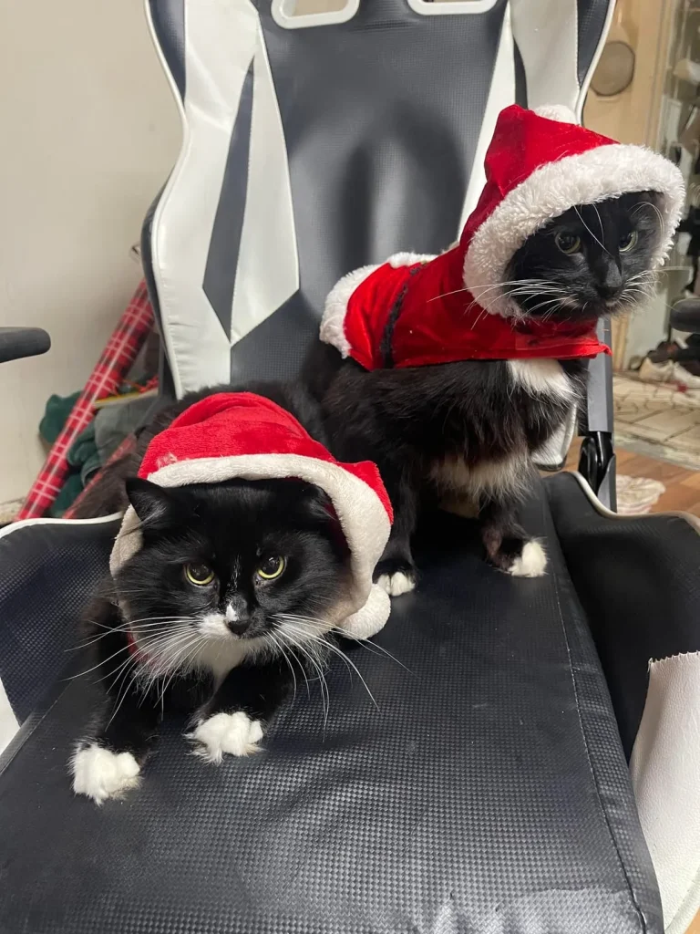 The Secret Mission of the Santa Cat Squad