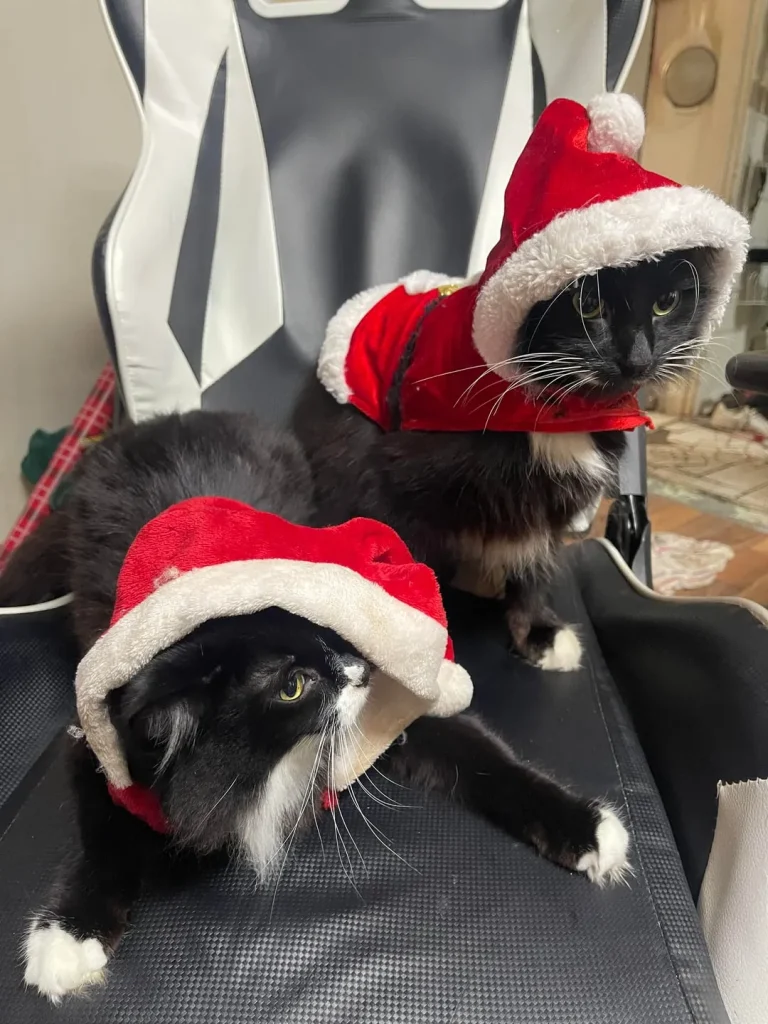 The Secret Mission of the Santa Cat Squad