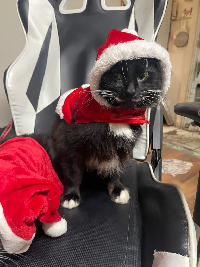 The Secret Mission of the Santa Cat Squad
