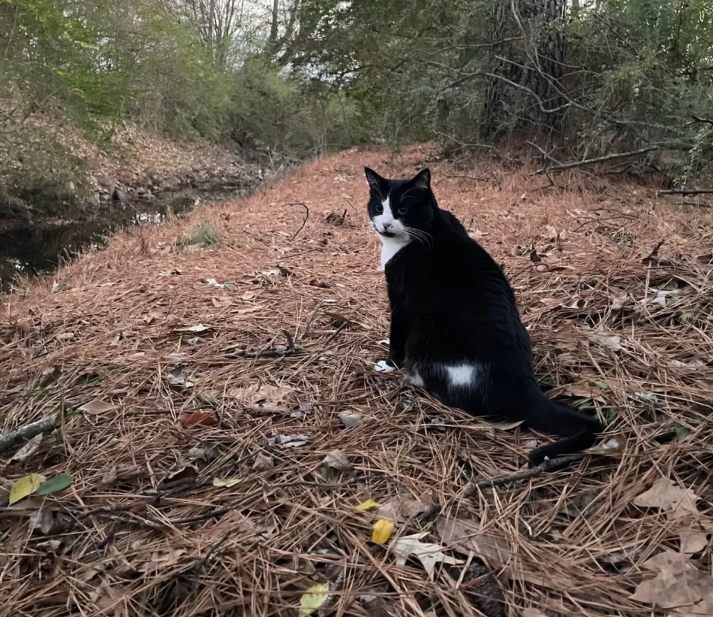The Secret Patrol of the Forest Cat