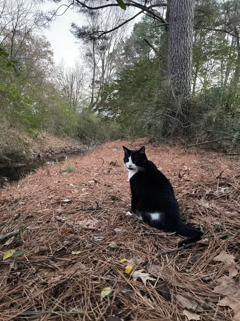 The Secret Patrol of the Forest Cat