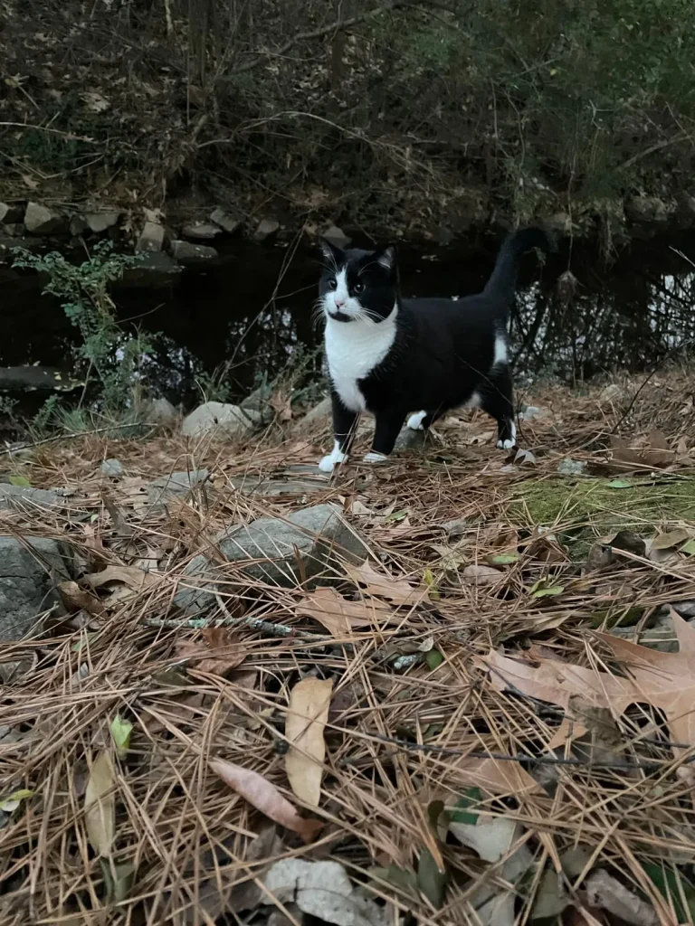 The Secret Patrol of the Forest Cat