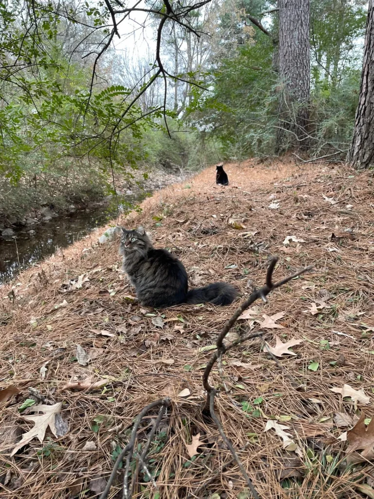 The Secret Patrol of the Forest Cat