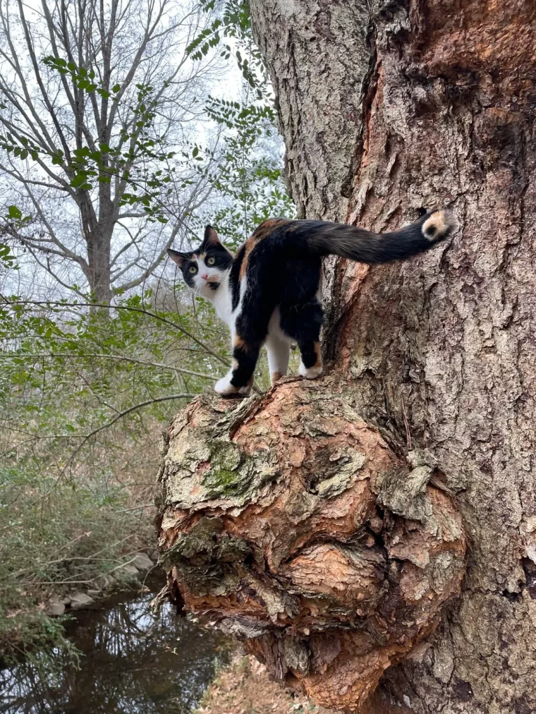 The Secret Patrol of the Forest Cat