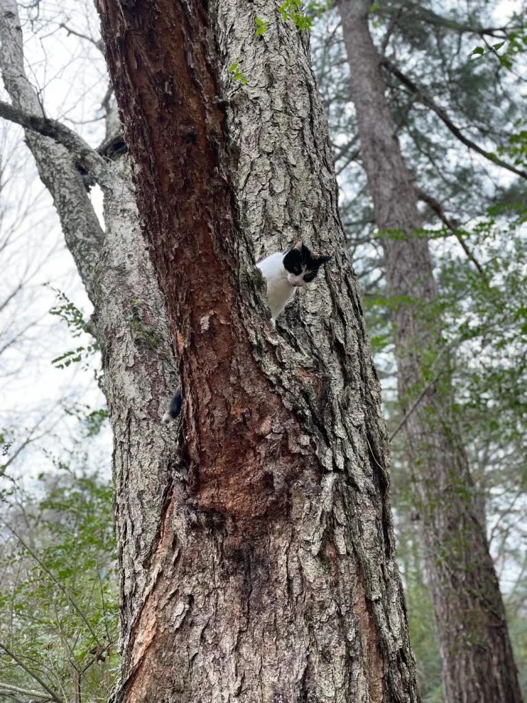 The Secret Patrol of the Forest Cat