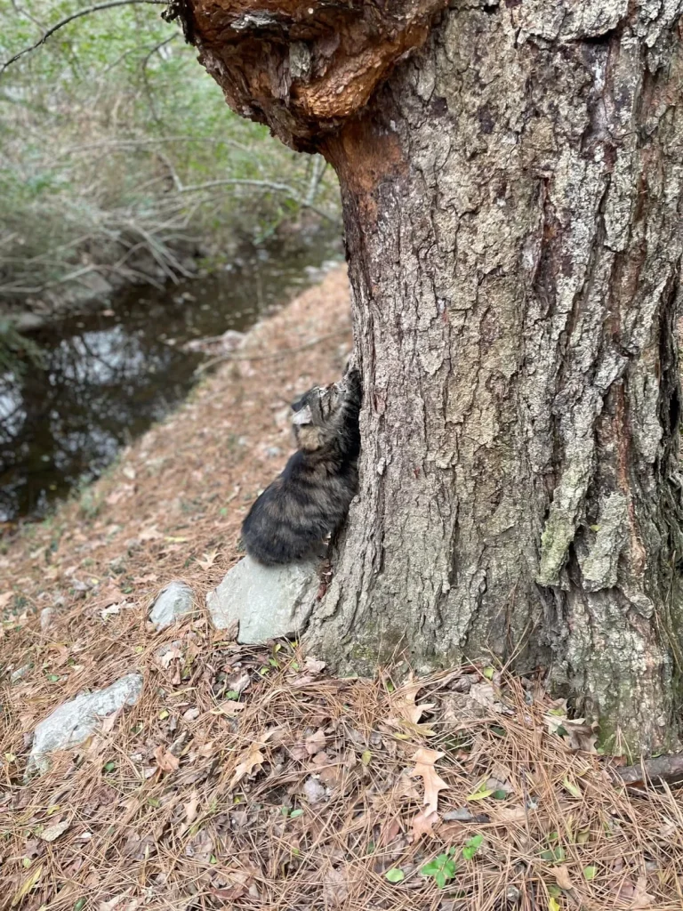 The Secret Patrol of the Forest Cat