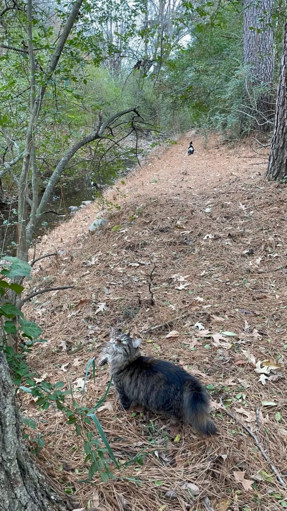The Secret Patrol of the Forest Cat